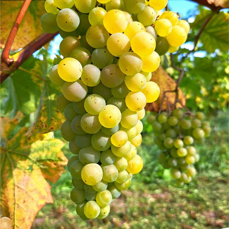 Szwedzkie winogrona
